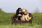 English Cocker Spaniel Puppy