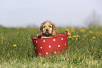 English Cocker Spaniel Puppy