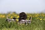 English Cocker Spaniel Puppy