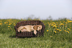 English Cocker Spaniel Puppy