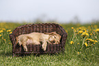 English Cocker Spaniel Puppy
