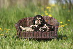 English Cocker Spaniel Puppy