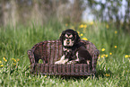 English Cocker Spaniel Puppy