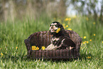 English Cocker Spaniel Puppy
