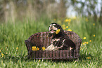 English Cocker Spaniel Puppy