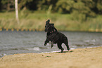 English Cocker Spaniel
