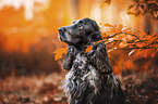 male English Cocker Spaniel