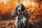 male English Cocker Spaniel