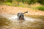 English Cocker Spaniel