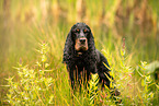 English Cocker Spaniel