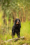 English Cocker Spaniel