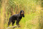 English Cocker Spaniel