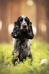 English Cocker Spaniel