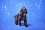 English Cocker Spaniel