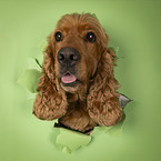 English Cocker Spaniel