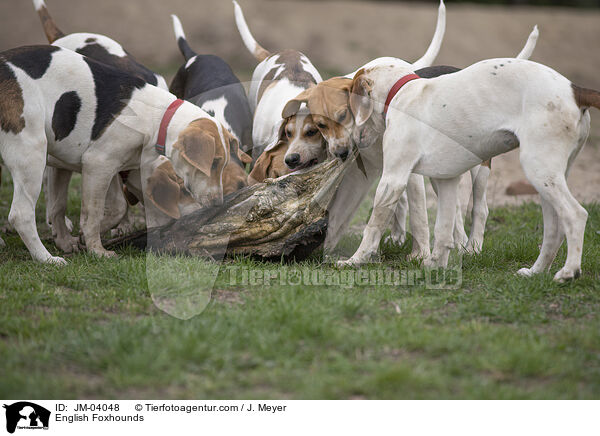 English Foxhounds / English Foxhounds / JM-04048