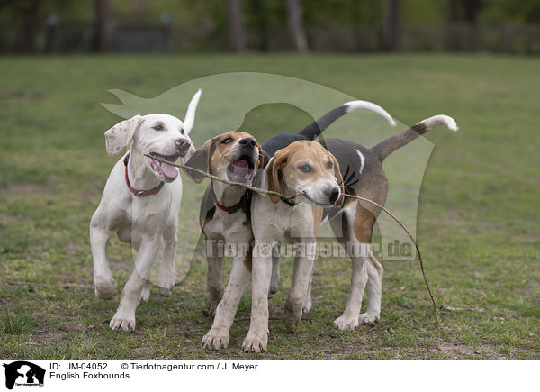 English Foxhounds / English Foxhounds / JM-04052