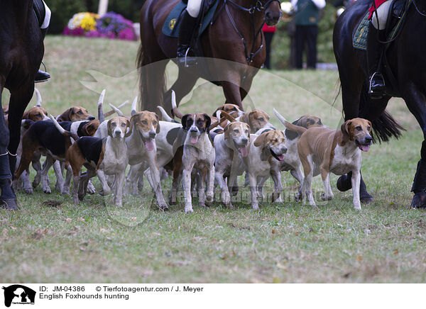 English Foxhounds hunting / JM-04386