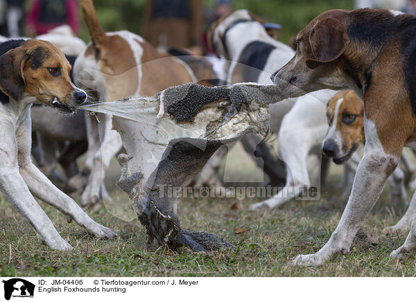 English Foxhounds hunting / JM-04406