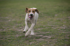 running English Foxhound