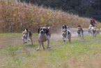 running English Foxhounds