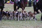 English Foxhounds hunting