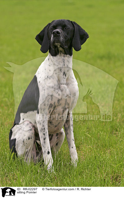 sitzender / sitting Pointer / RR-02297