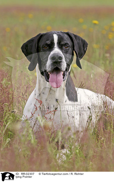 lying Pointer / RR-02307