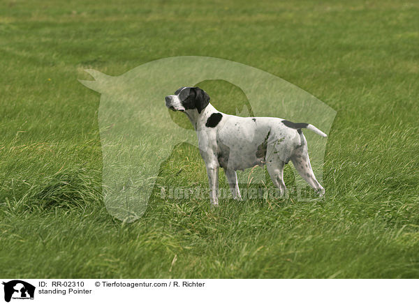 standing Pointer / RR-02310