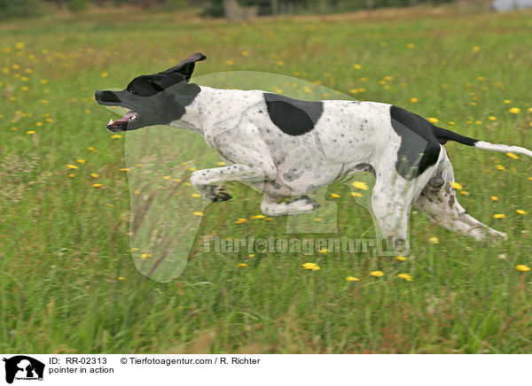 pointer in action / RR-02313