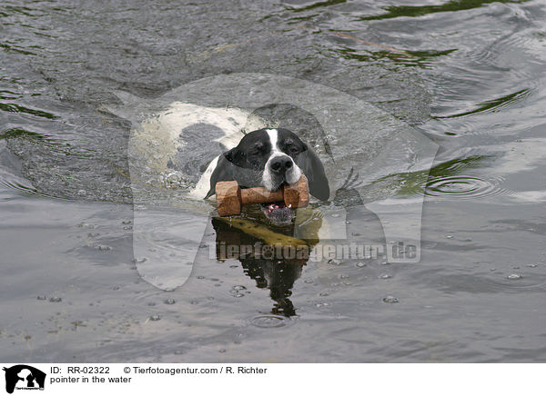 Pointer im Wasser / pointer in the water / RR-02322