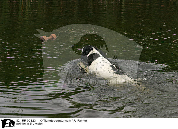 Pointer im Wasser / pointer in the water / RR-02323