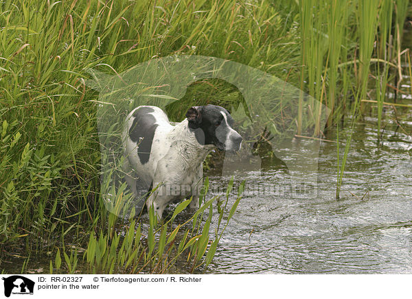 pointer in the water / RR-02327