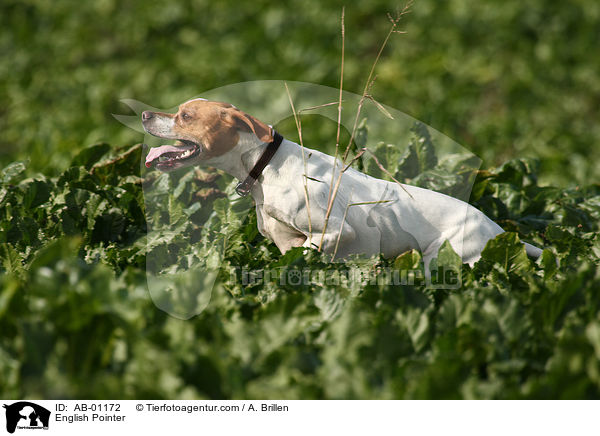 English Pointer / AB-01172