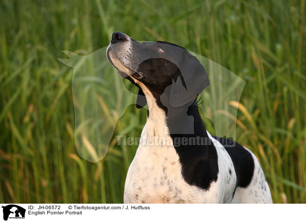 English Pointer Portrait / JH-06572