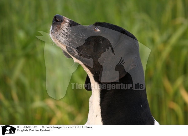 English Pointer Portrait / JH-06573