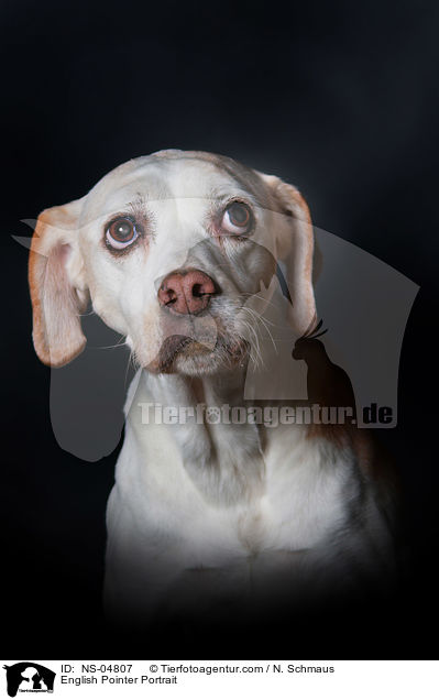 English Pointer Portrait / English Pointer Portrait / NS-04807