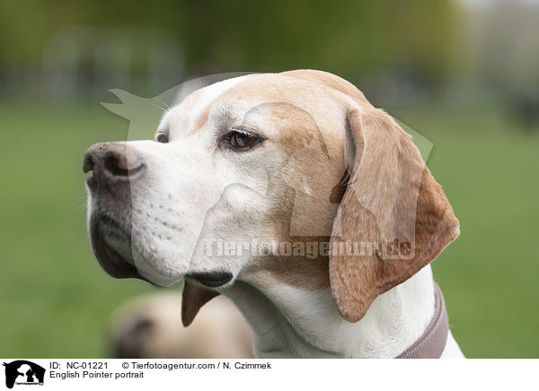English Pointer portrait / NC-01221