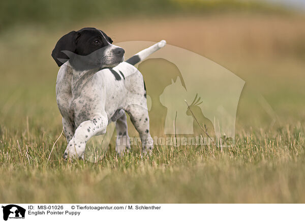 English Pointer Puppy / MIS-01026