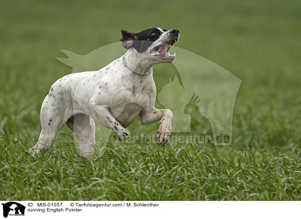 running English Pointer / MIS-01057