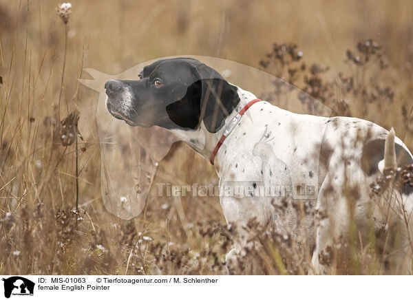 female English Pointer / MIS-01063