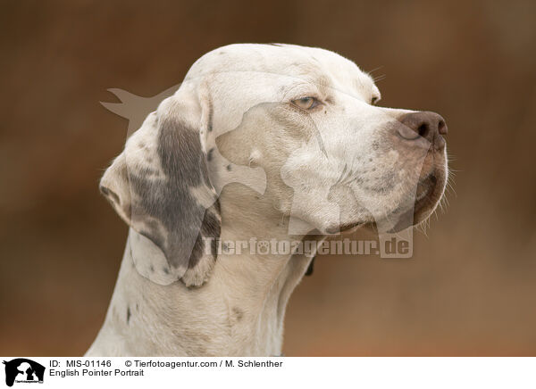 English Pointer Portrait / MIS-01146