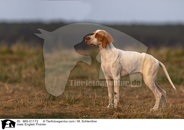 male English Pointer / MIS-01172