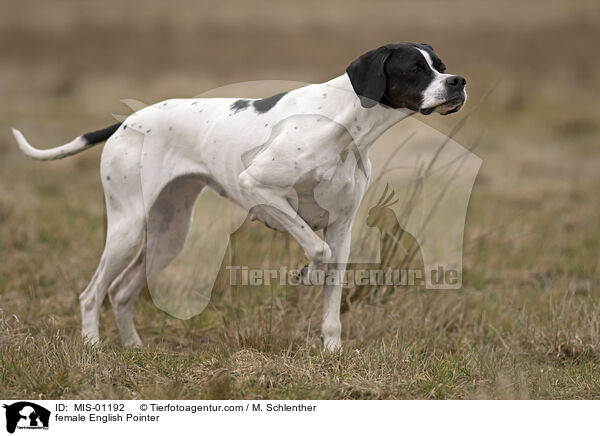 female English Pointer / MIS-01192