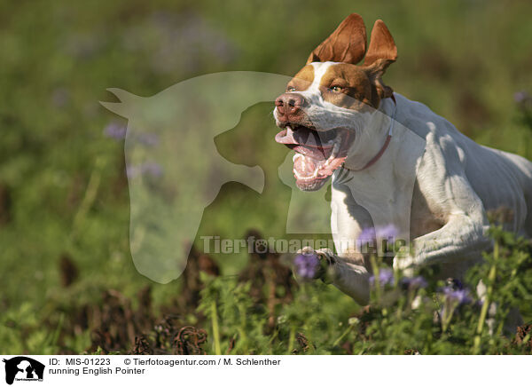 running English Pointer / MIS-01223
