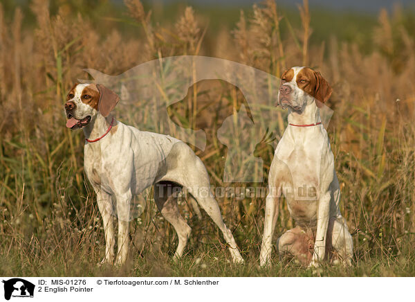 2 English Pointer / MIS-01276