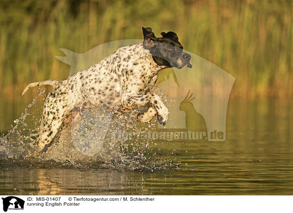 running English Pointer / MIS-01407