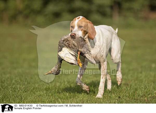 female English Pointer / MIS-01430