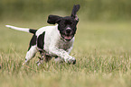 English Pointer Puppy