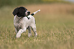 English Pointer Puppy